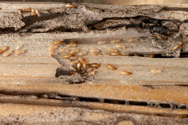 Best Wasp Removal Services  in Westlake, OH